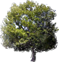 American Sycamore